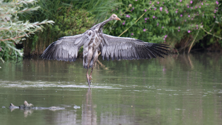 Crane juveline having a wash at Slimbridge Wetland Centre. Credit WWT and Jonathan Bull.jpg